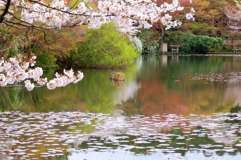 The Secret Garden, Japan