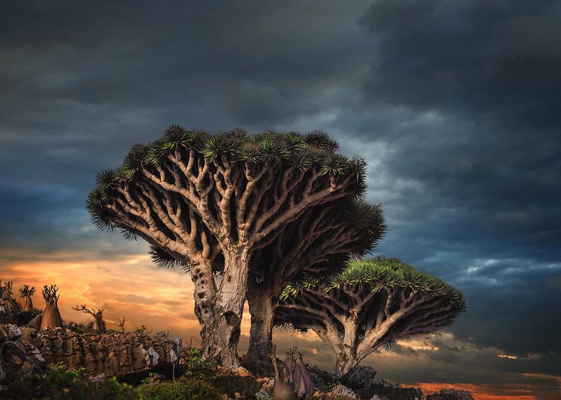The Mystical Land of Socotra