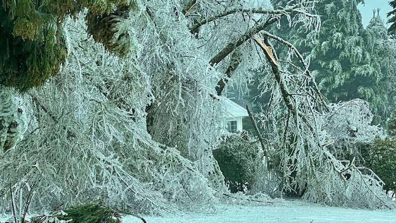 Ice Storm Elegance