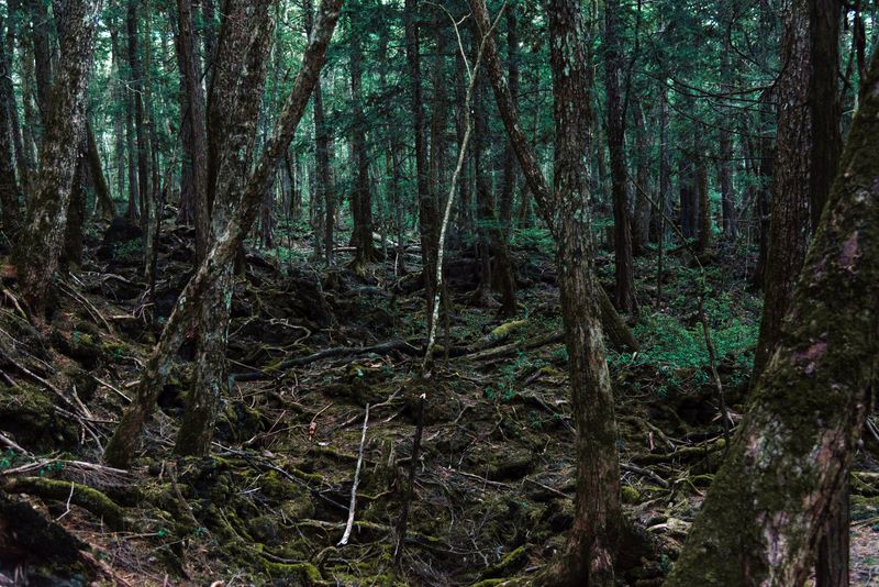 Aokigahara, Japan's Suicide Forest