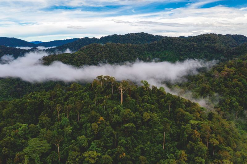 The Mystique of the Amazon Rainforest