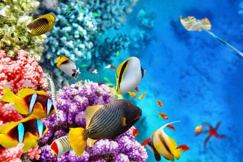 The Great Barrier Reef, Australia