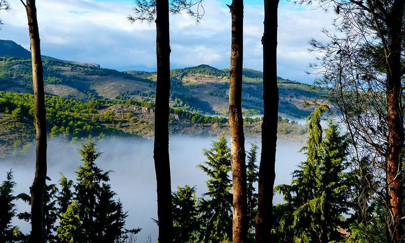 The Whispering Pines of Sierra Espuña