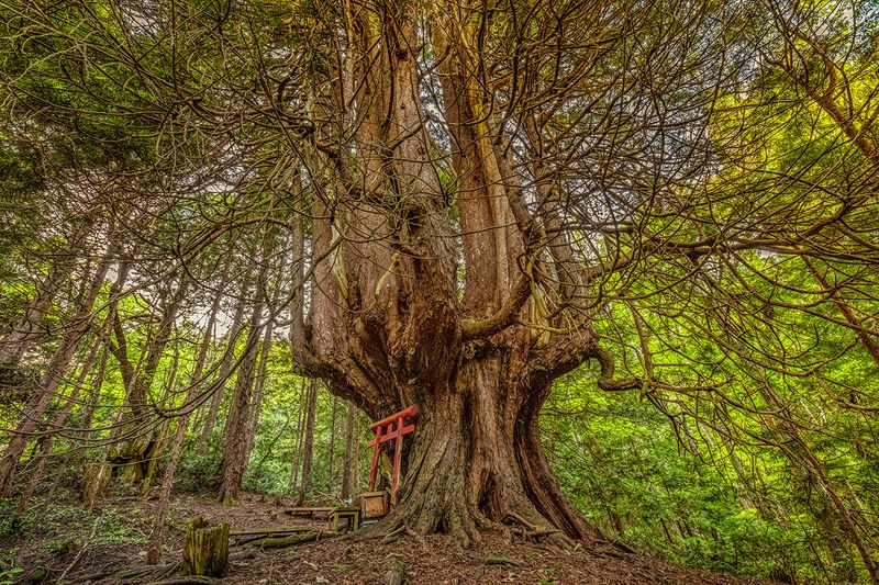 The Mystic Forests of Japan