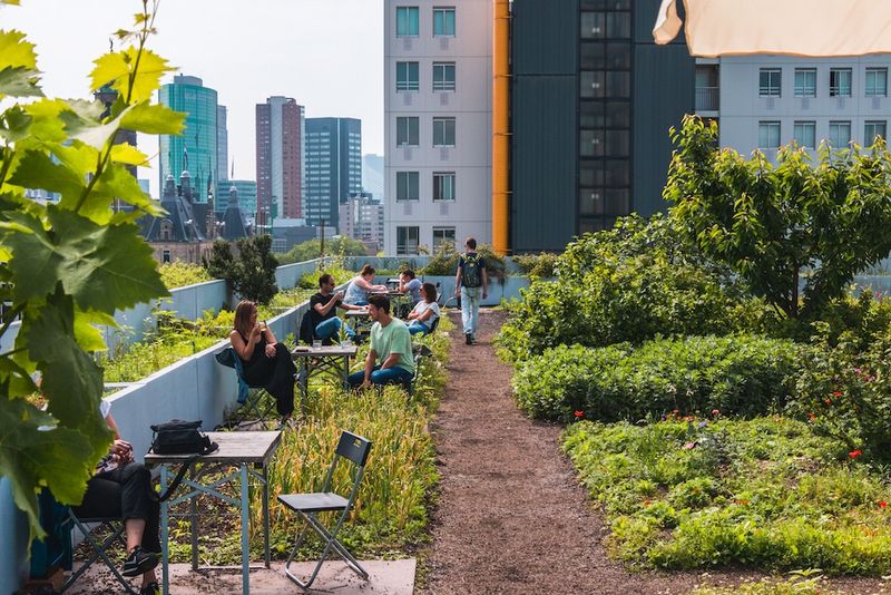 The Hidden Rooftop of Rotterdam