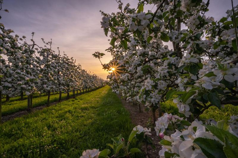The Hidden Orchard of Betuwe