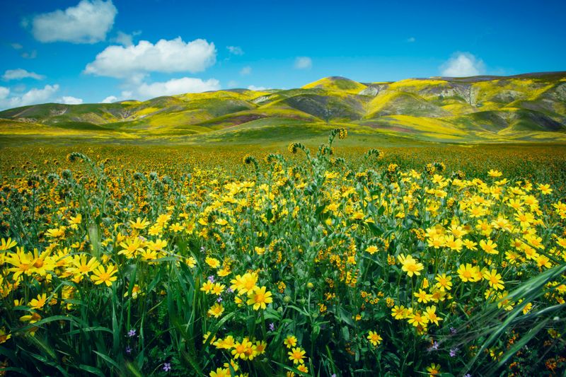 Carizzo Plain