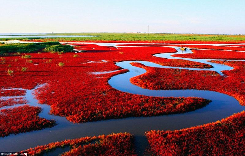 The Radiant Red Beach, Panjin, China