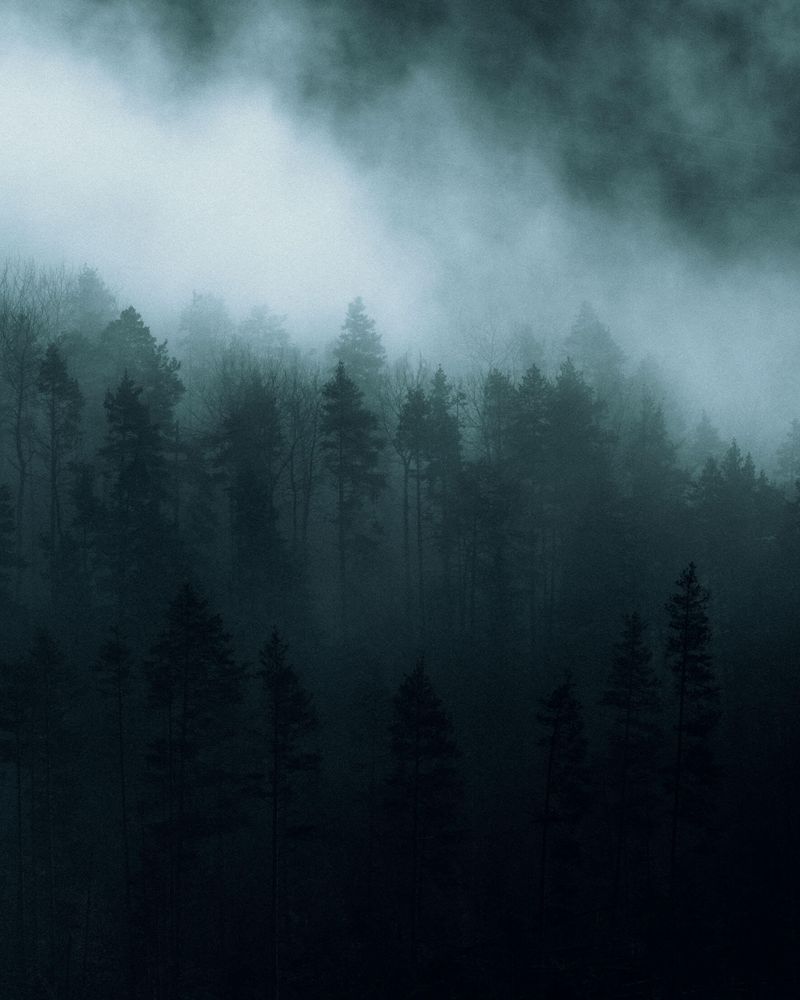The Whispering Pines of Norway