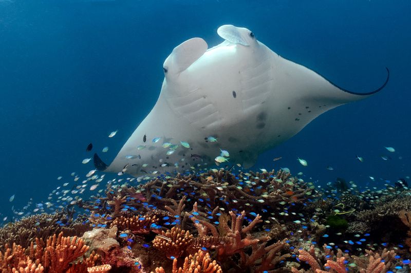 The Enigmatic Reef, Australia