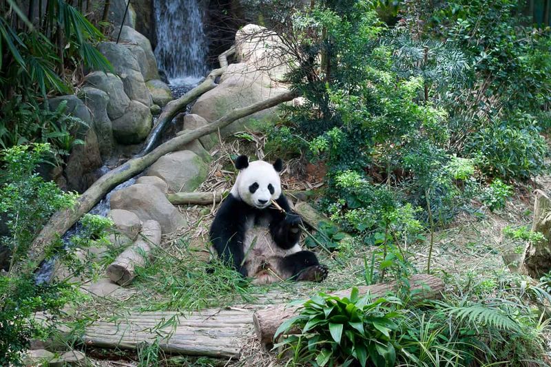 Chengdu Panda Base