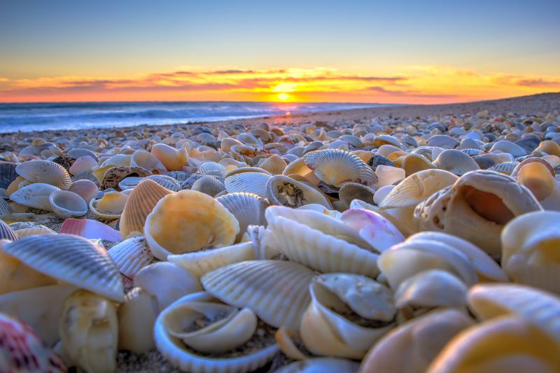 The Shell Collector's Dream
