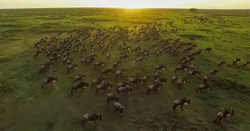 The Serengeti, Tanzania