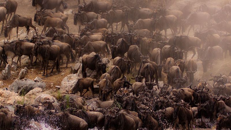 Serengeti Migration Safaris