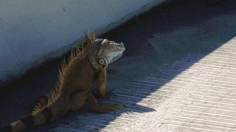 The Ever-Elusive Skyway Iguana