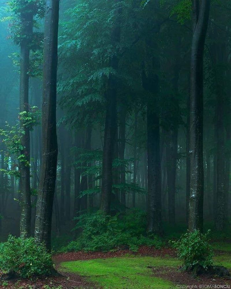 The Ethereal Forest, Romania