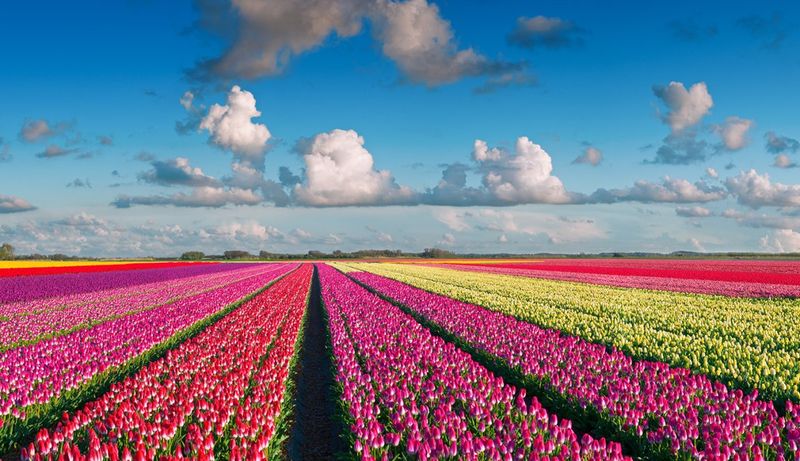 The Stunning Tulip Fields of Netherlands