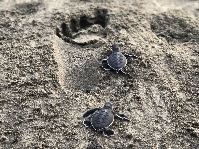 Turtle Conservation in Mazunte