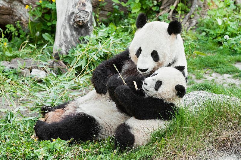 Schonbrunn Zoo