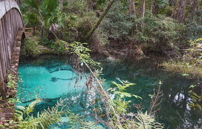 The Ocala National Forest