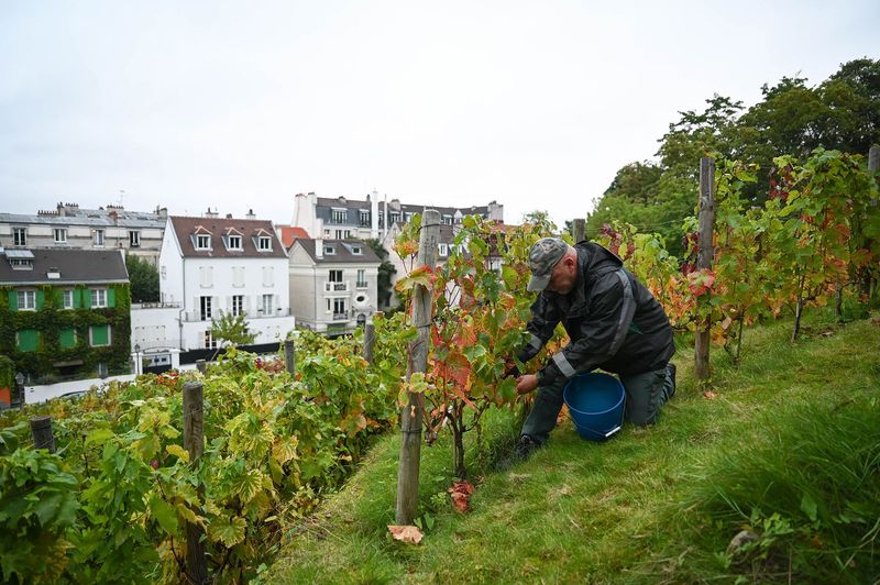 The Secret Vineyard of Montmartre