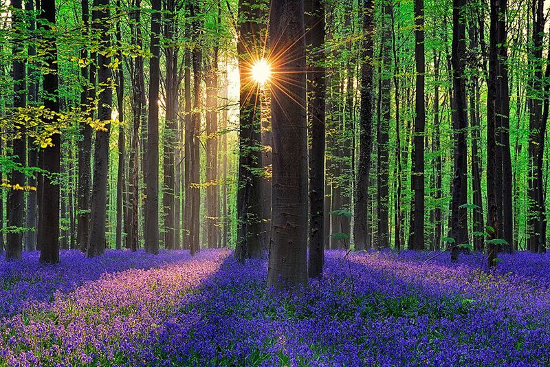 The Enchanted Forest of Hallerbos