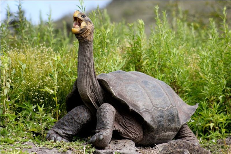 The Intrigue of the Galápagos Islands
