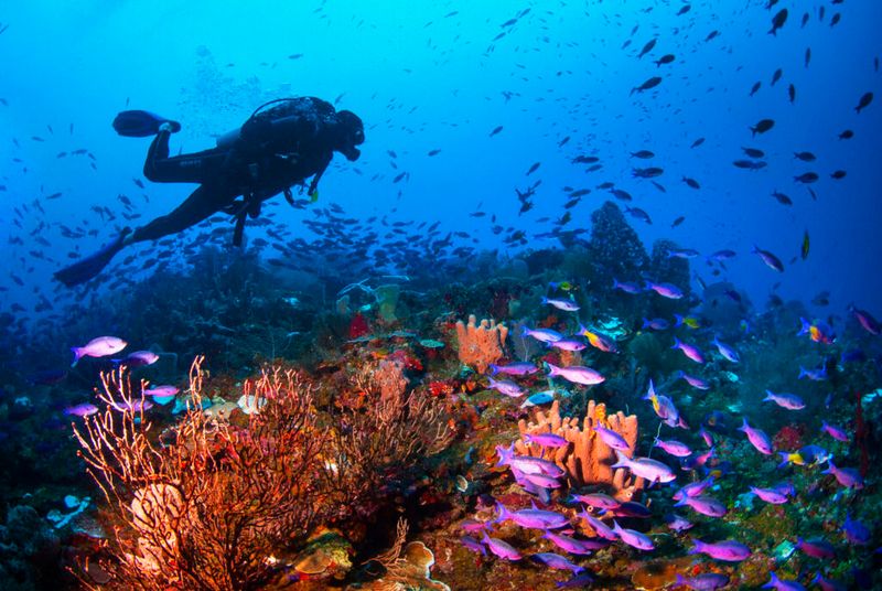 Coral Reef Restoration in Belize