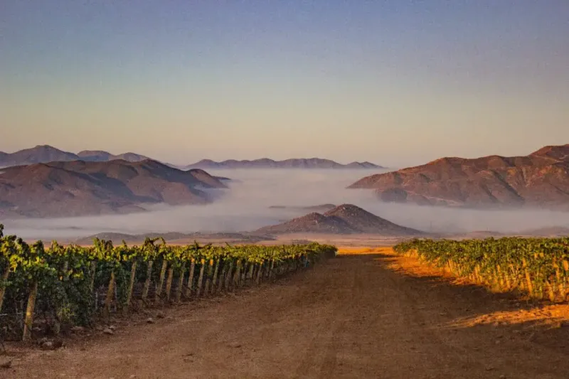 Scenic Vineyards