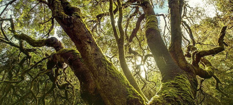 Garajonay's Ancient Laurel Forests
