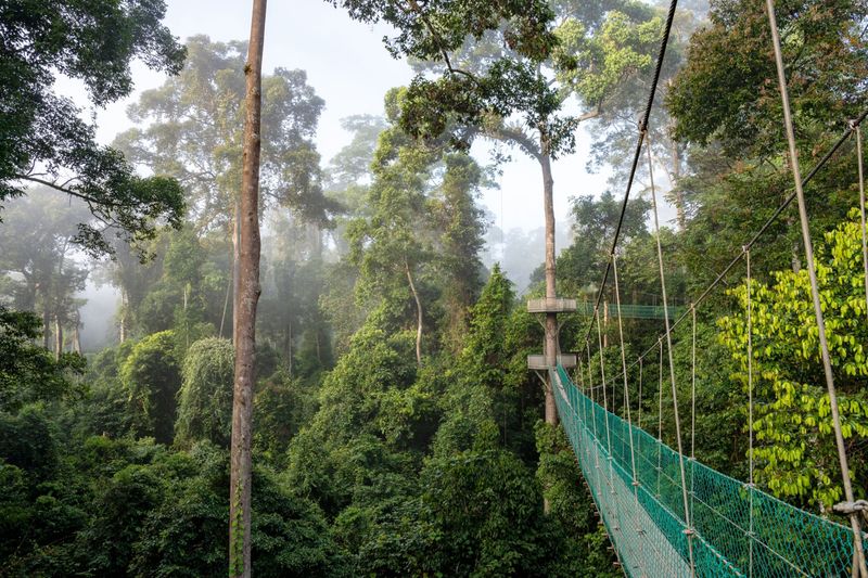 Borneo Rainforest, Malaysia/Indonesia