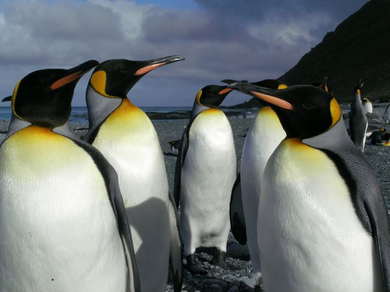 Macquarie Island, Australia