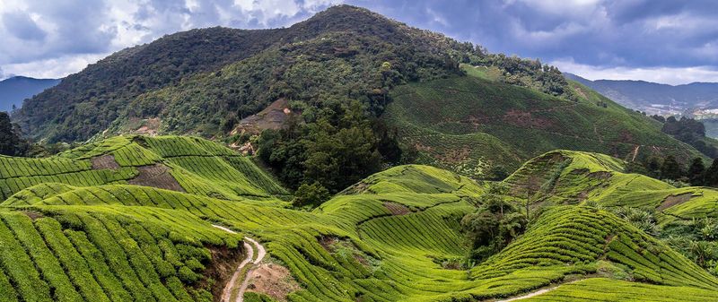 Skip: Cameron Highlands, Malaysia