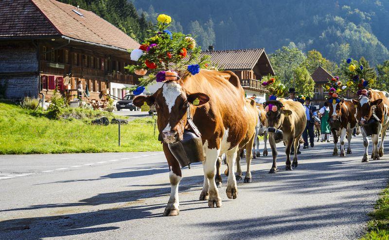 Switzerland's Alpabzug Festival