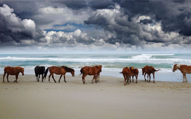 Chincoteague, Virginia