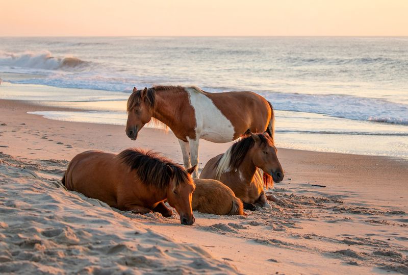 Chincoteague, Virginia