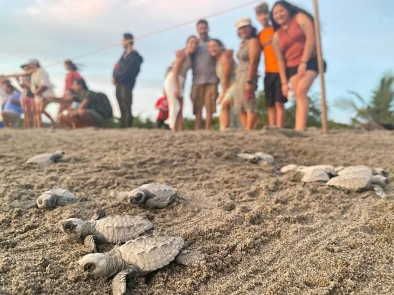 Sea Turtle Conservation