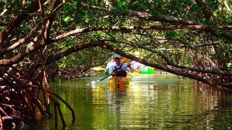 Kayaking Through Mangroves