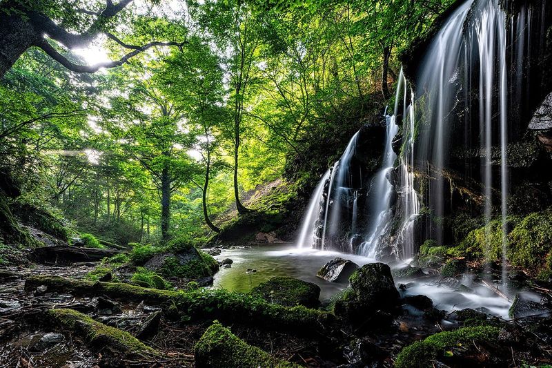 Forest Bathing in Japan