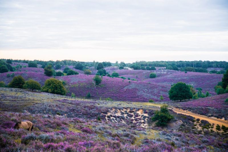 Veluwezoom National Park