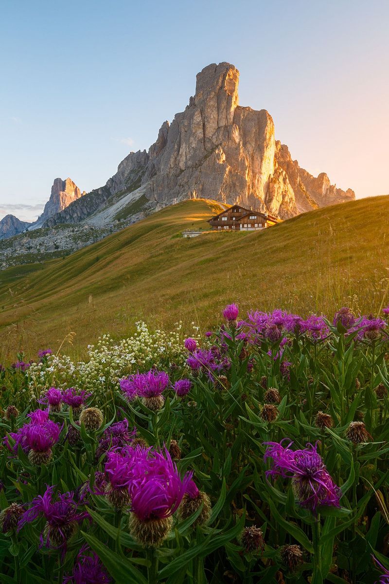 Passo Giau – Alpine Wildflower Paradise