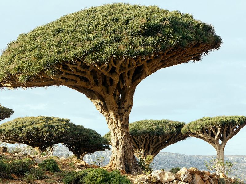 Socotra Island, Yemen