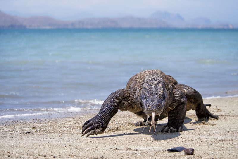 Komodo Island, Indonesia