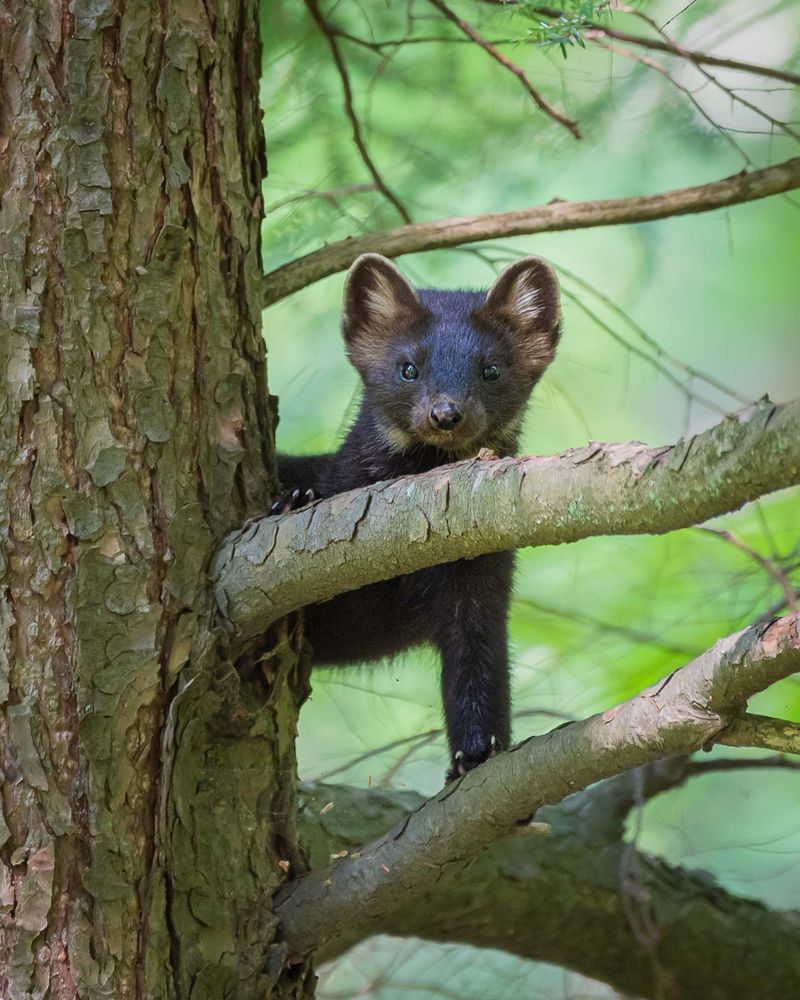Michigan's Elusive Martens