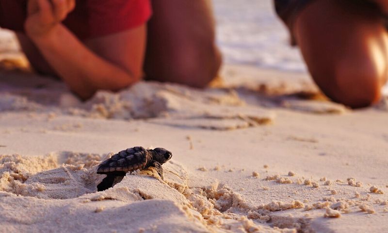 Sea Turtle Nesting Adventure