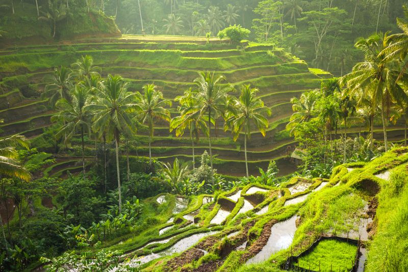 Explore the Rice Terraces in Ubud