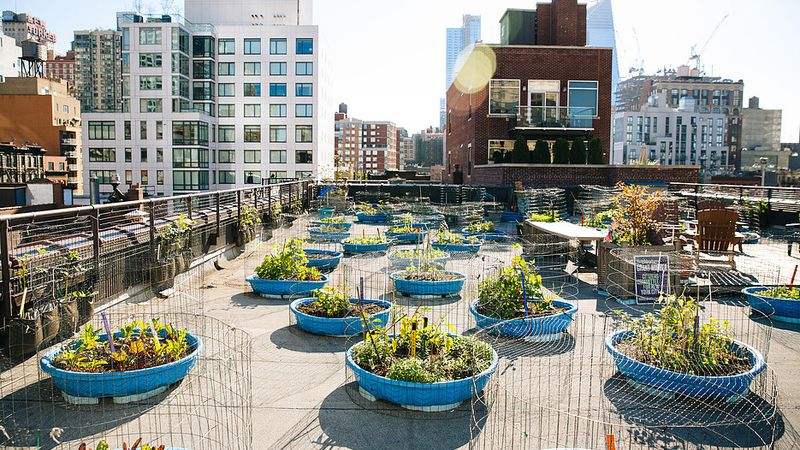 Urban Gardening in New York City