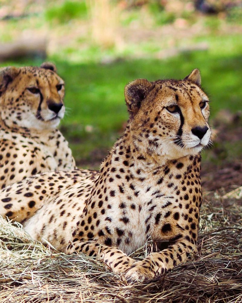 West Virginia - Oglebay Good Zoo