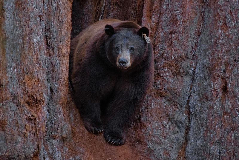 Sequoia and Kings Canyon National Parks, California