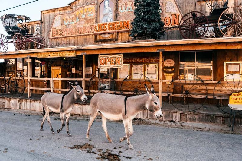 Oatman Wild Burros